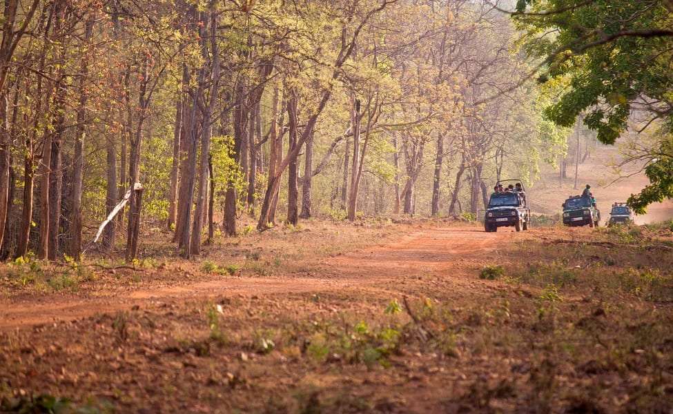 Tadoba Jungle Camp Image