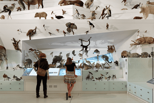 Melbourne Museum Admission Ticket Image