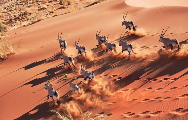 6-Day Dunes & Safari Tour | Swakopmund, Sossusvlei & Etosha National Park