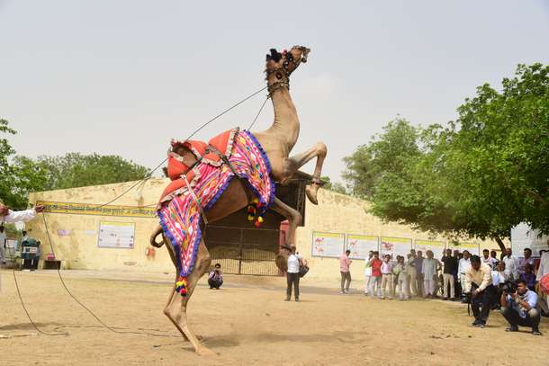 K2vkgz693s74itciybsbuwpbqowm camel%20breeding%20farm 2