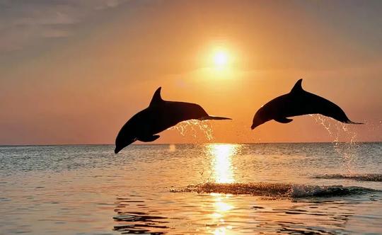 Palolem Beach Dolphin Trip Image