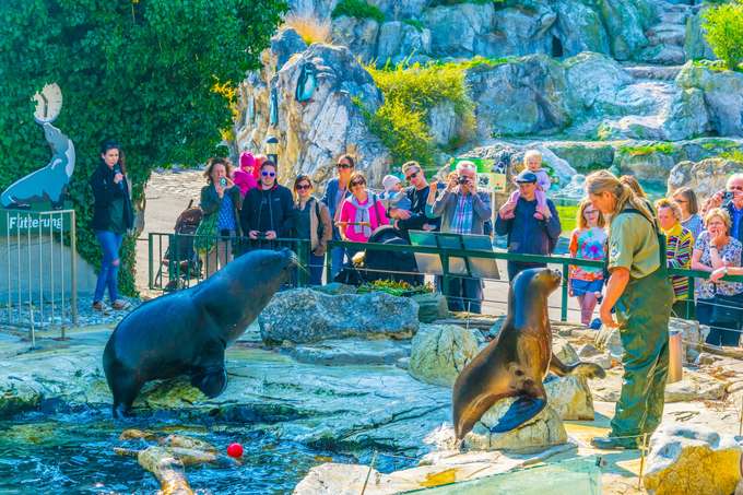 See the cheerful manned seals at the Polarium zone