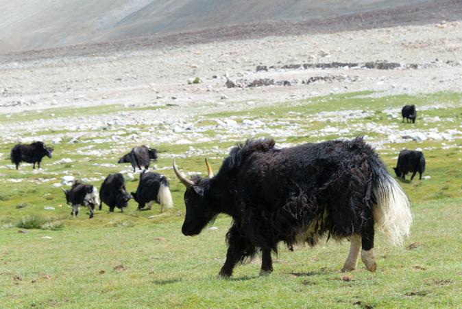 Changthang Wildlife Sanctuary