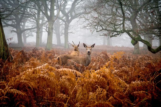 Richmond Park