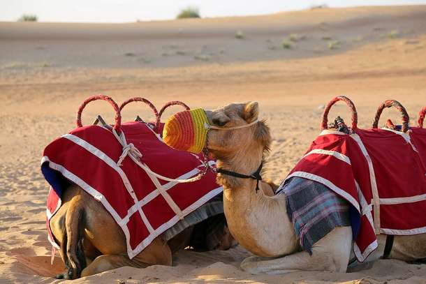 K5u8cy5hsuphmc1h7q5t1a81d2bl camels 1077801 960 720