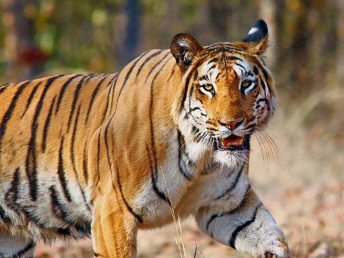 Pench National Park Day Tour From Nagpur