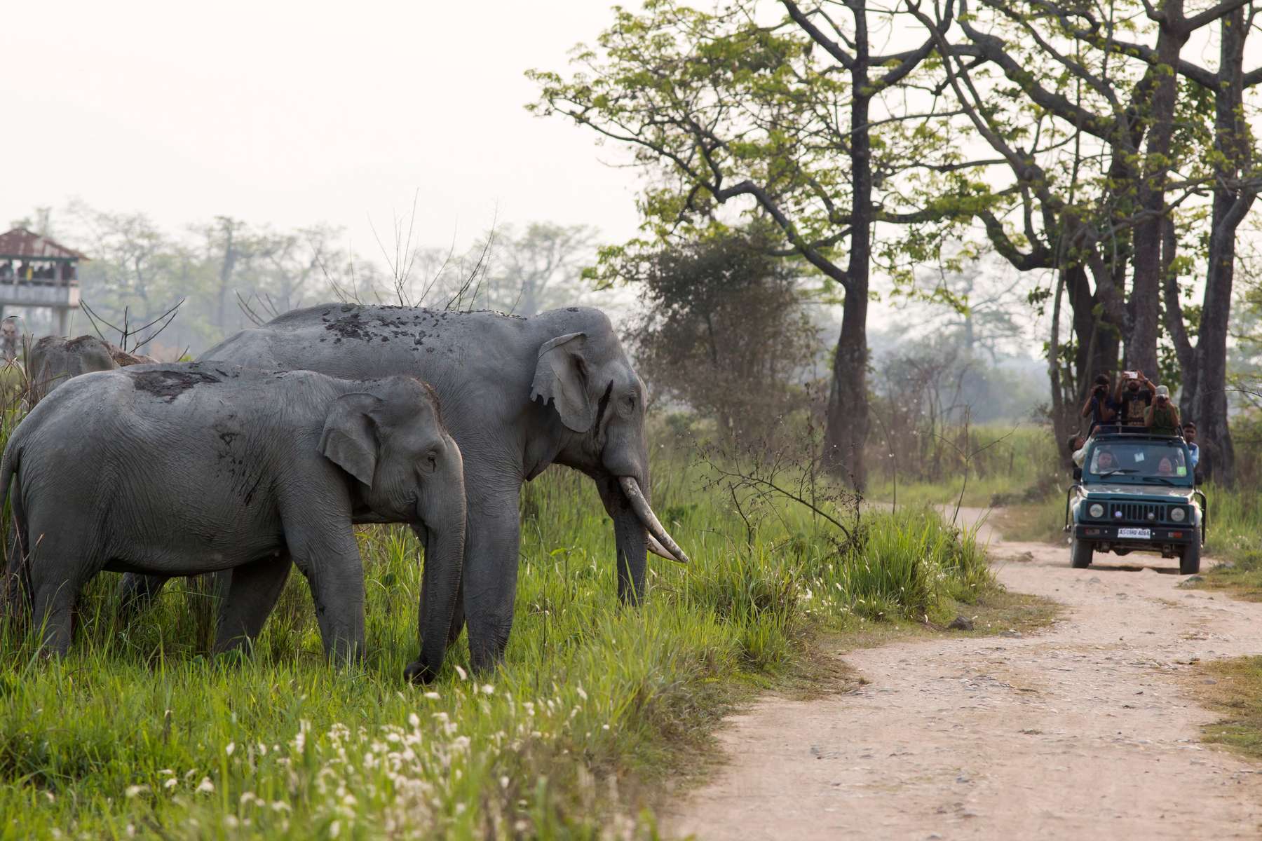 Hornbill Festival with Meghalaya | FREE Jeep Safari Image