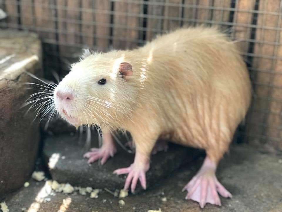 Monsters Aquarium Pattaya Tickets Image