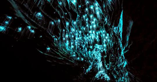 Glowworm Waitomo Caves Tour in Auckland Image