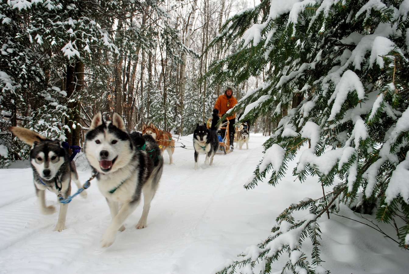 Kduynm3ld86e6xp1wom8i0xsxzuq 1516106410 dogsledding at haliburton forest