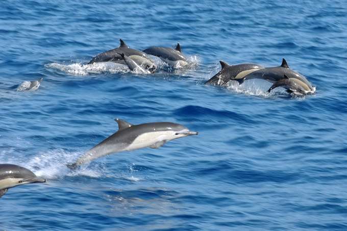 Dolphin Spotting Trips At Om BeachGokarna