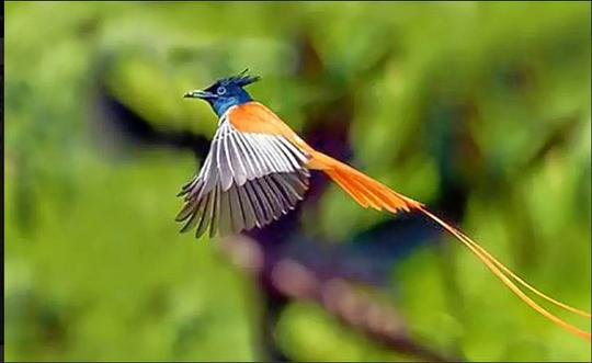 Phansad Wildlife Sanctuary Image