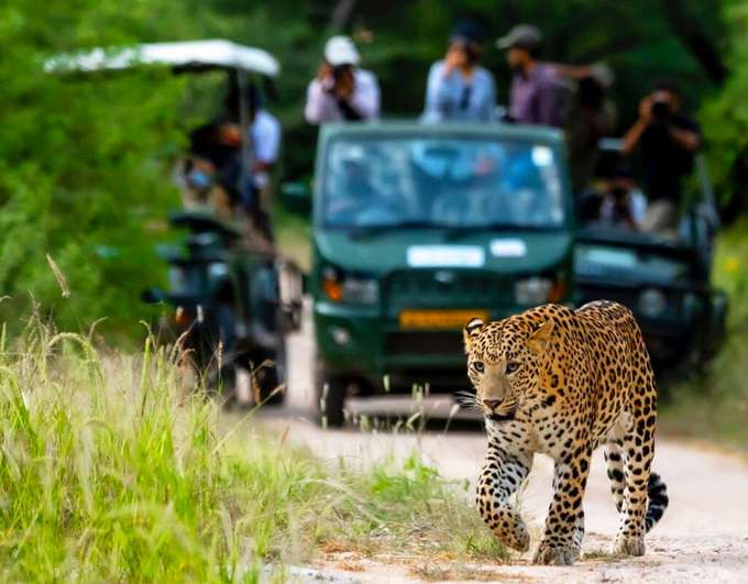 Spot animals like leopard on a safari experience in Kumbhalgarh