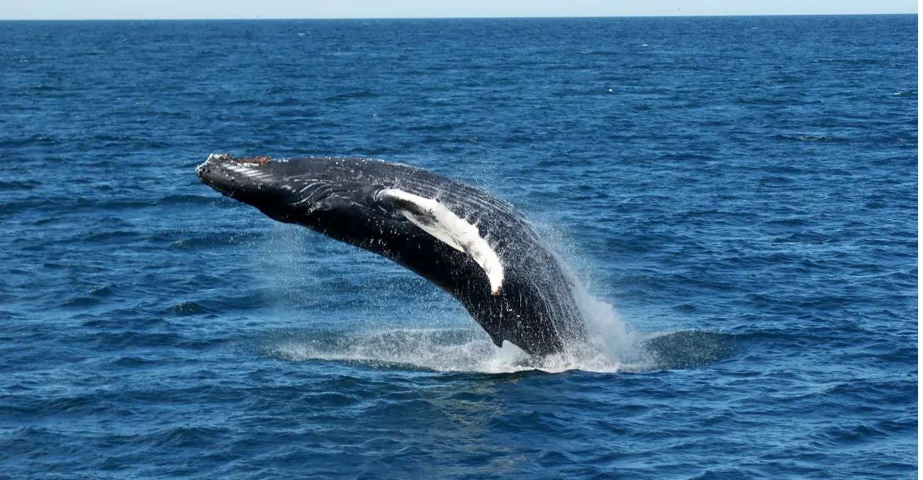 Reykjavik Excursions Whale Watching and Northern Lights Tour