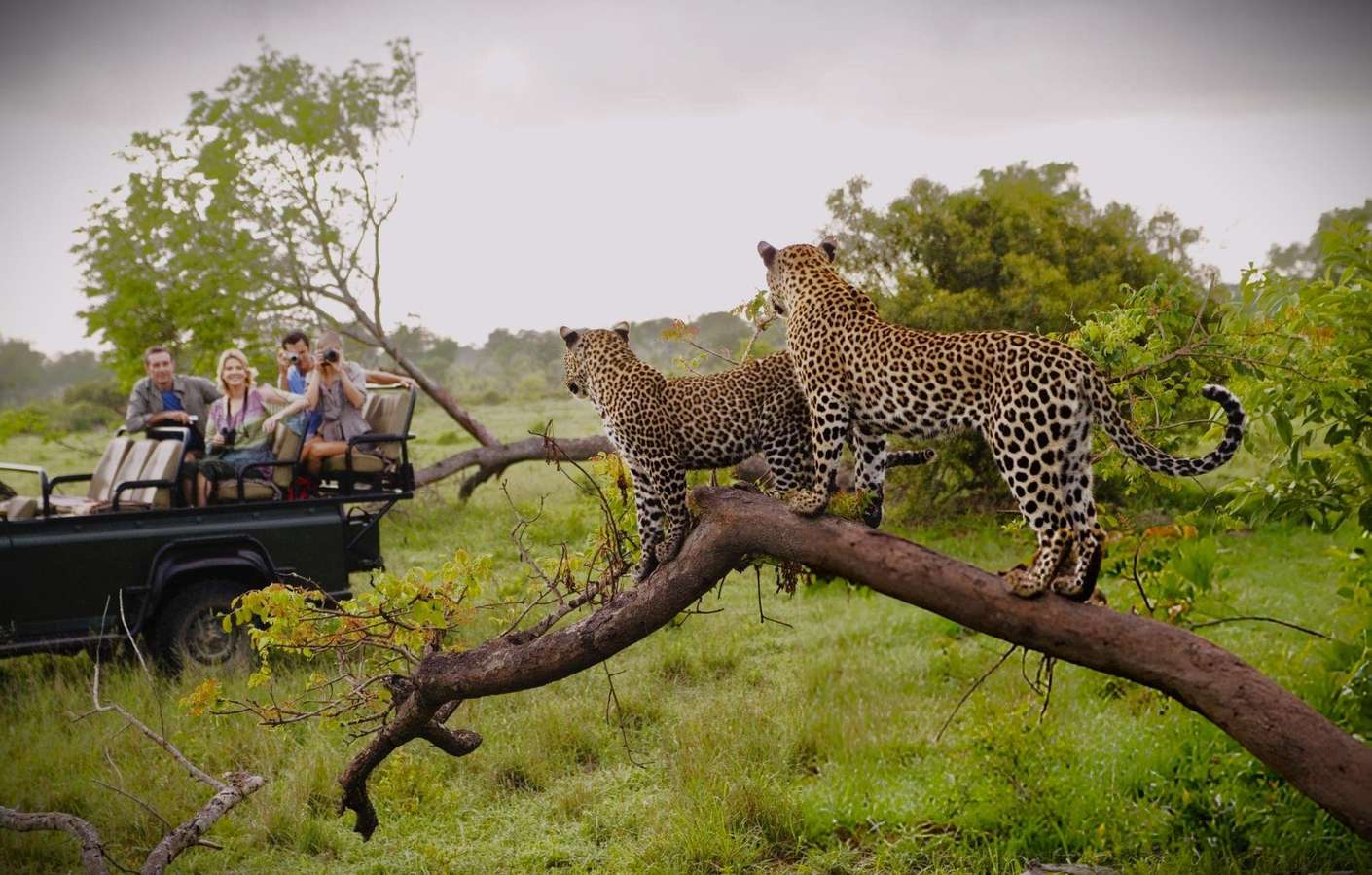 Feel the thrill of the hunt as you witness leopards at Masai Mara