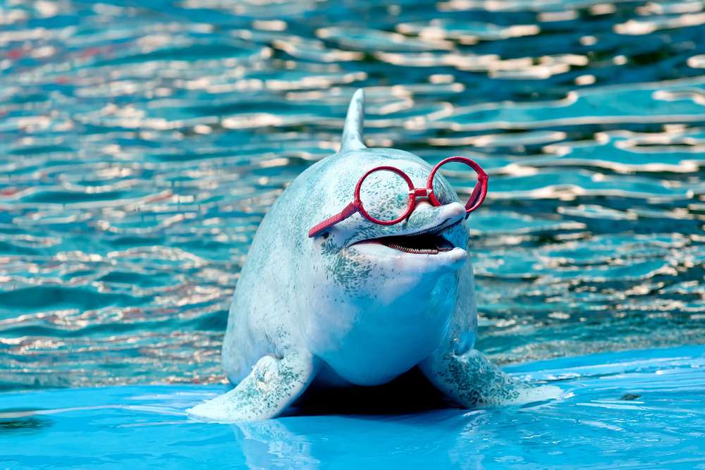 Phuket Dolphin Show Ticket Image