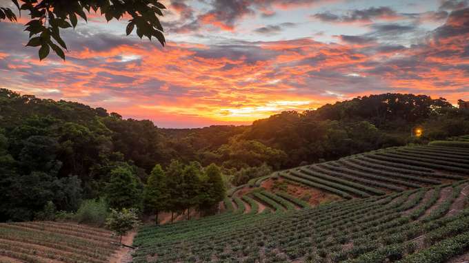 Tea Plantation Walk With Sunset View, Munnar