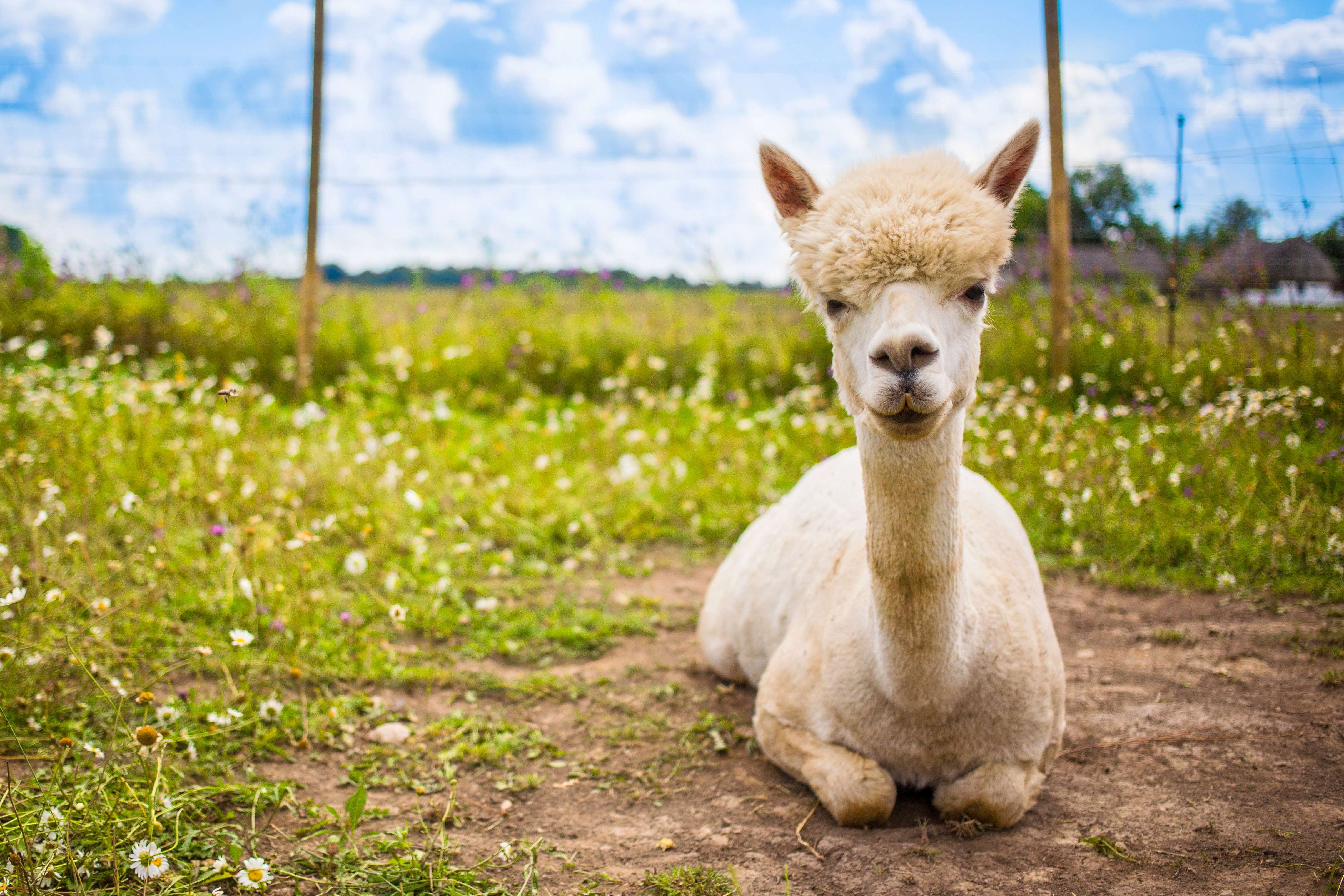 Akaroa Shamarra Alpaca Farm Tour