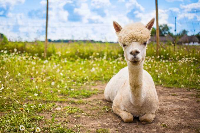 Akaroa Shamarra Alpaca Farm Tour