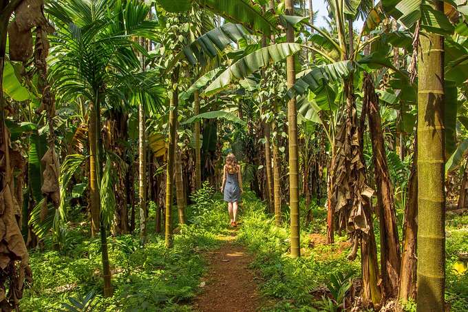 Spice Plantation Goa Tour