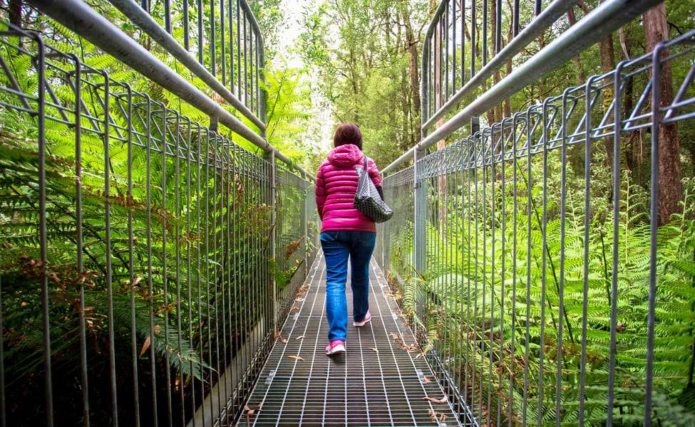 Otway Fly Treetop Adventures Tickets Image