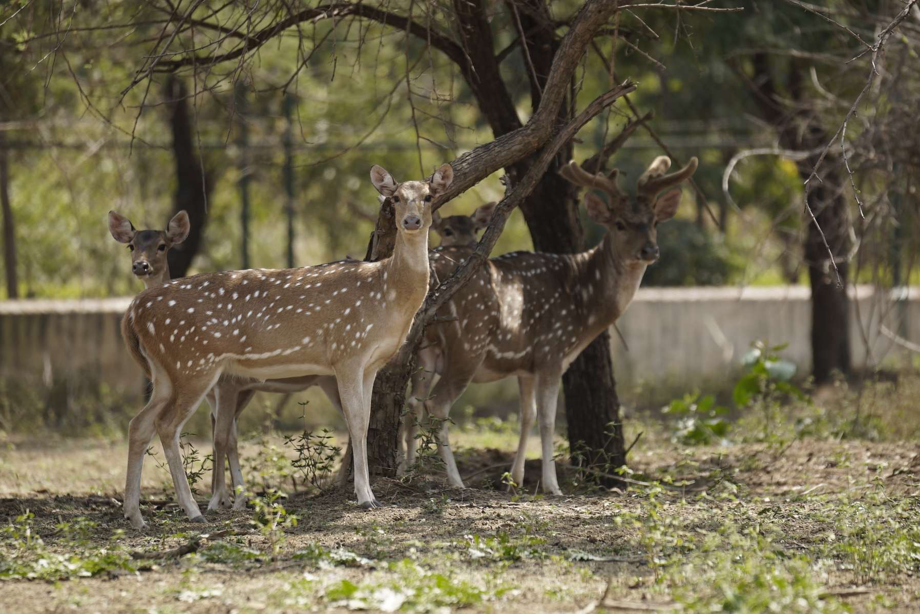 Panna National Park from Khajuraho Image