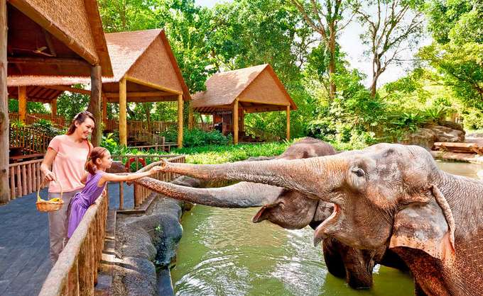 Grab the opportunity to feed the animals