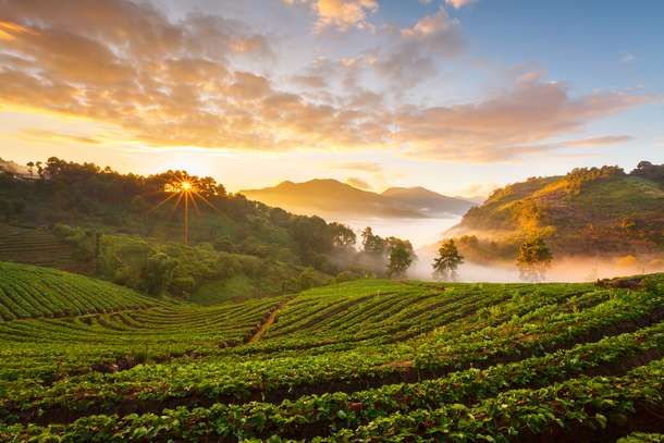 Tea plantations of Coonoor