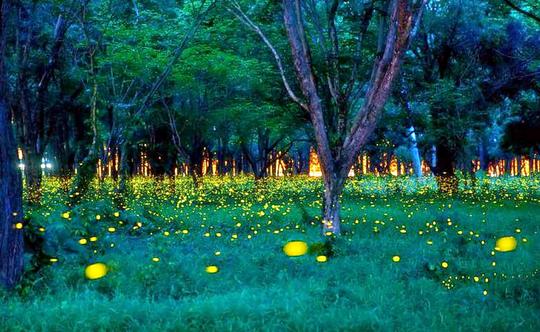 Rajmachi Fireflies Trek Image