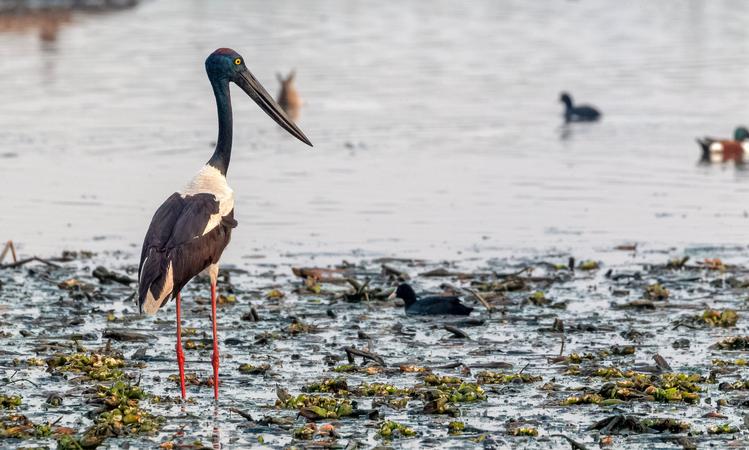 Kanwar Bird Sanctuary, Begusarai