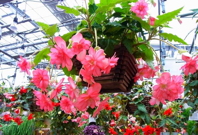 Hiroshima Botanical Garden