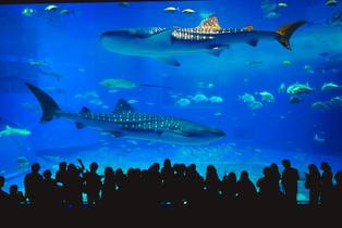 L2yhpu8okz9uu8ltday9x8mlz7ua 1627114619 shutterstock 1935581788