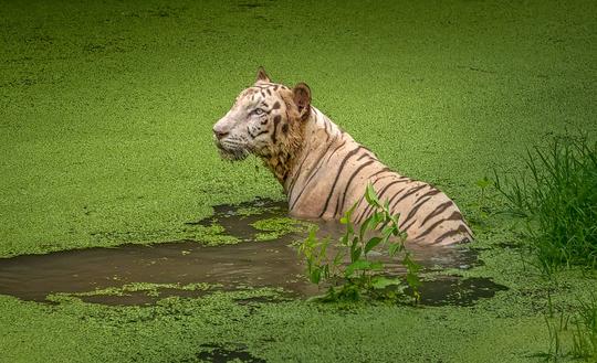 2 Days Tour From Kolkata Image