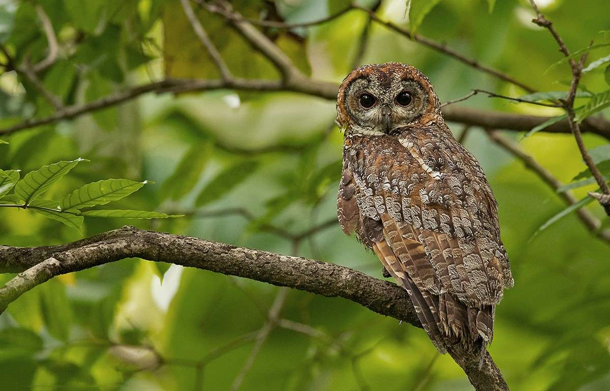 Gir Jungle Safari Image