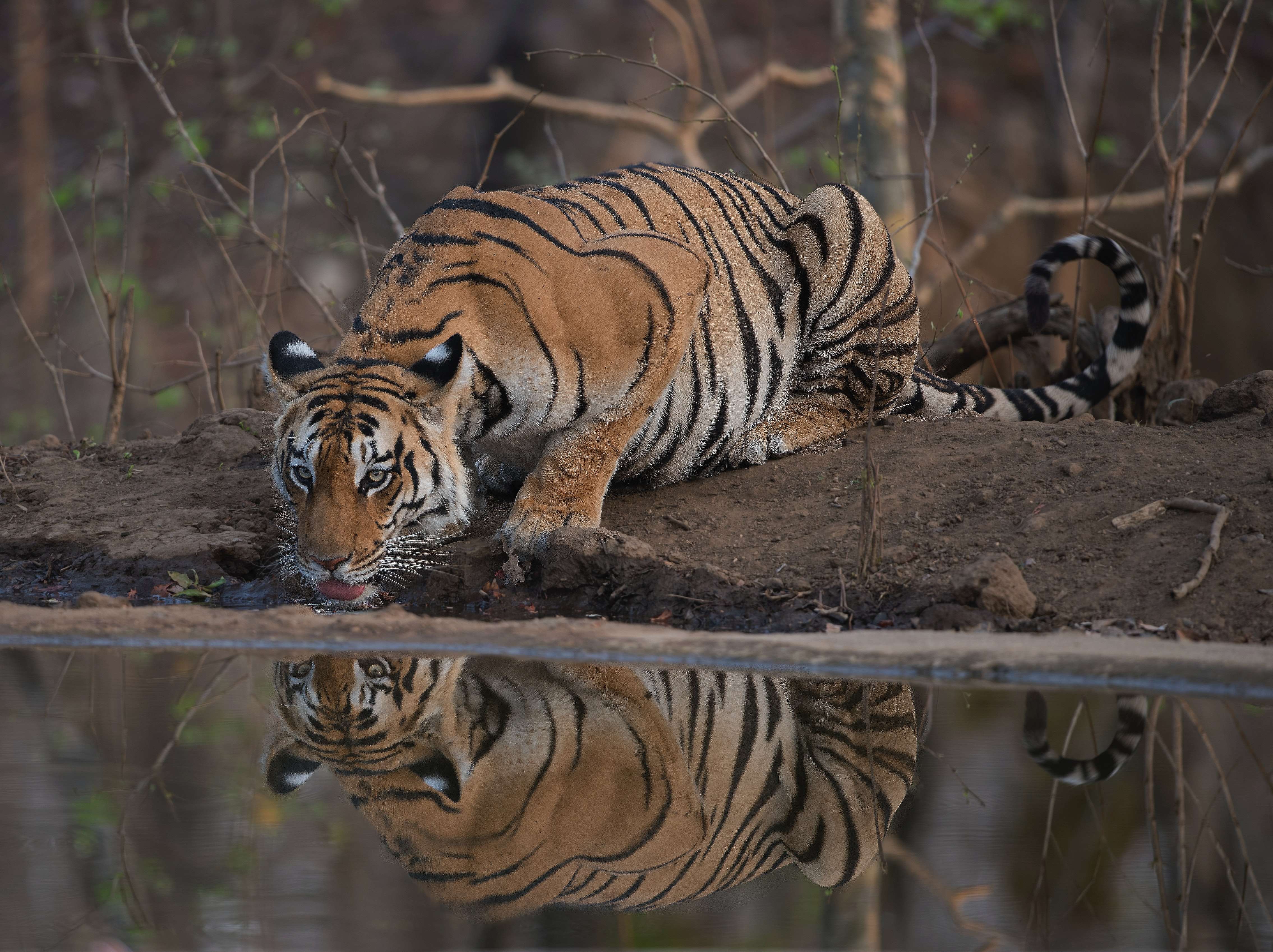 Get a chance to see tiger when he comes to drink water