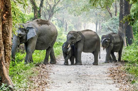 Jeep Safari In Manas National Park Image