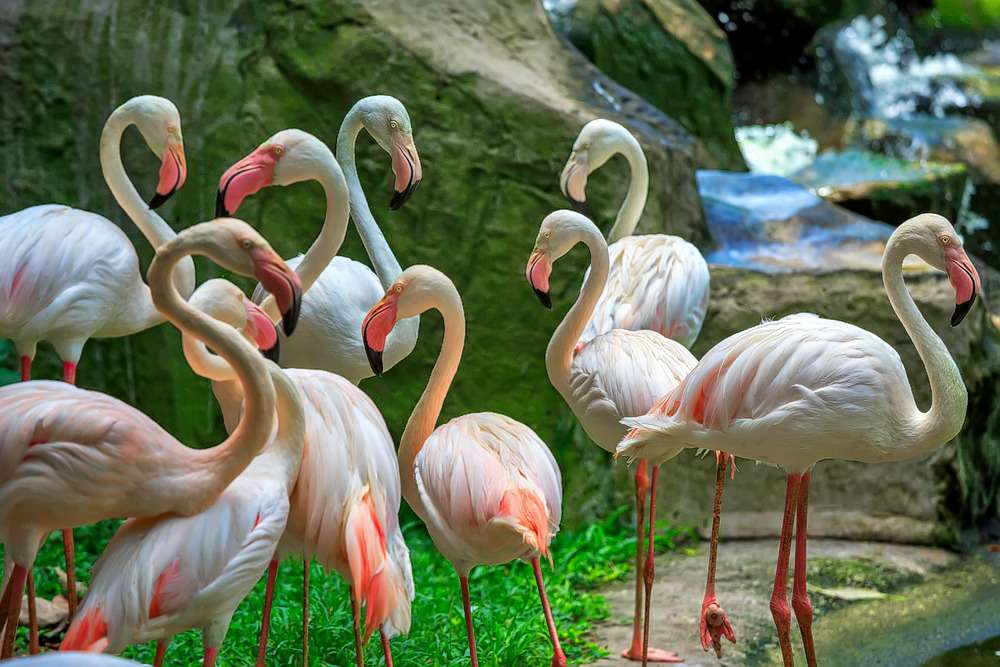 Flamingos at the Kuala Lumpur Bird Park