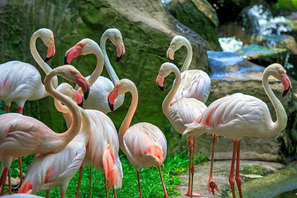 Flamingos at the Kuala Lumpur Bird Park