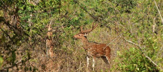 Chinnar Night Safari In Munnar Image