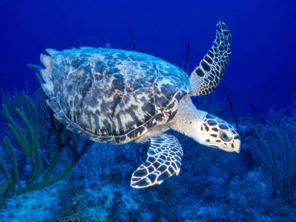 Mahatma Gandhi Marine National Park