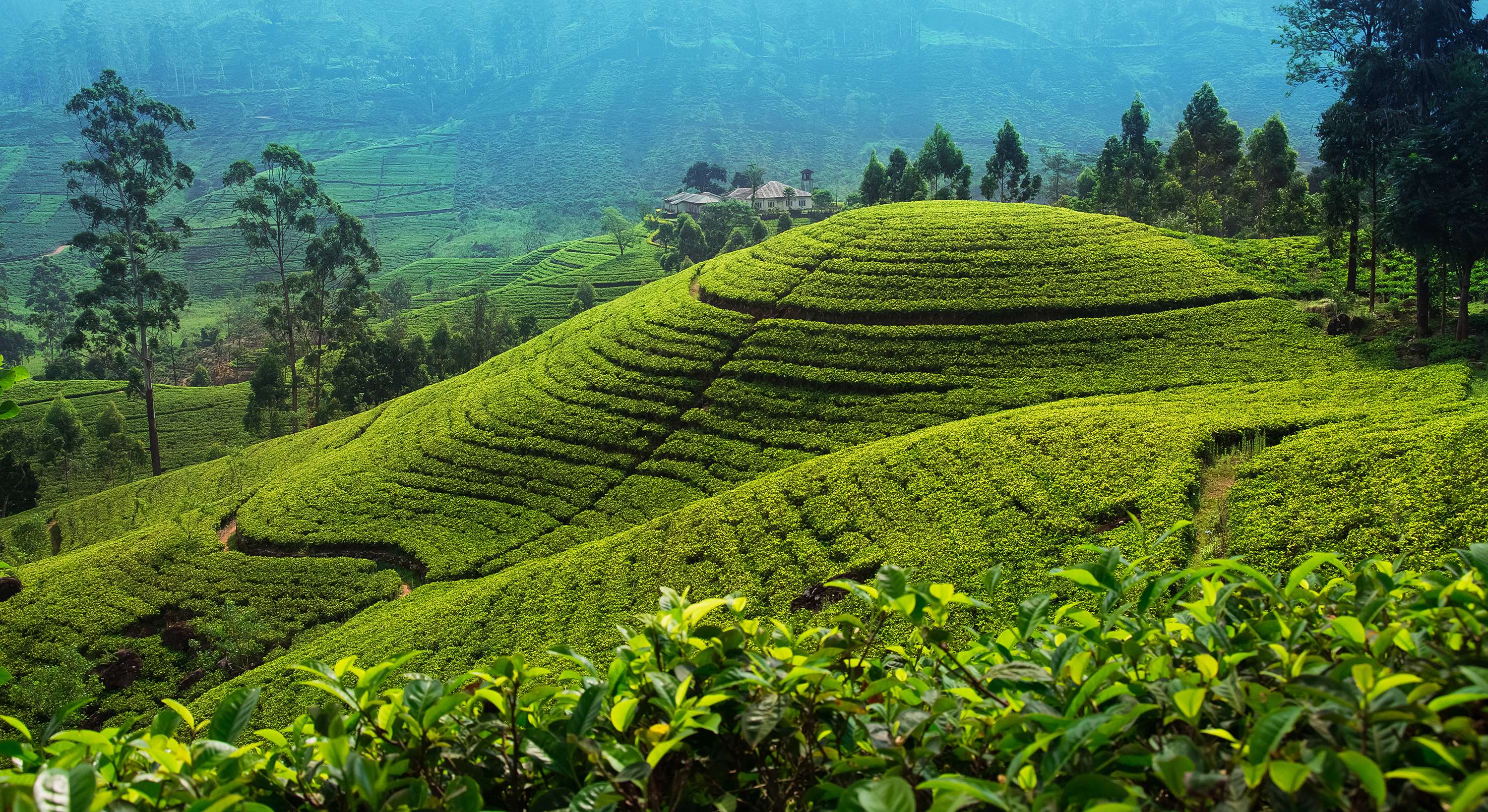 Visit the vast tea plantations