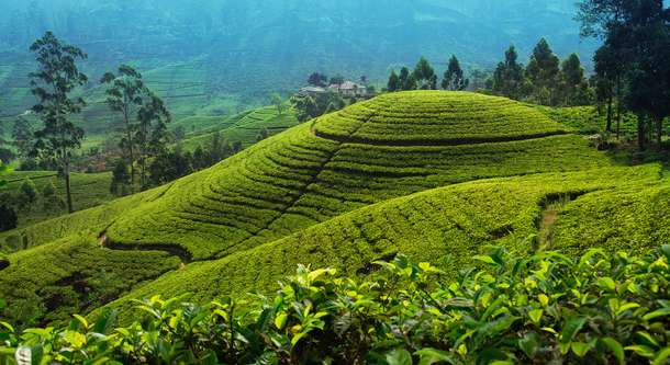 Visit the vast tea plantations