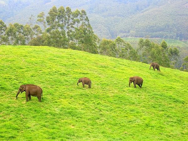 Idukki Wildlife Sanctuary