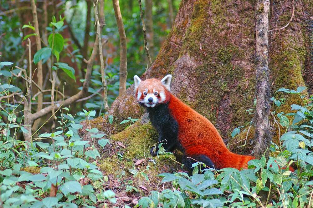 Singalila National Park from Darjeeling