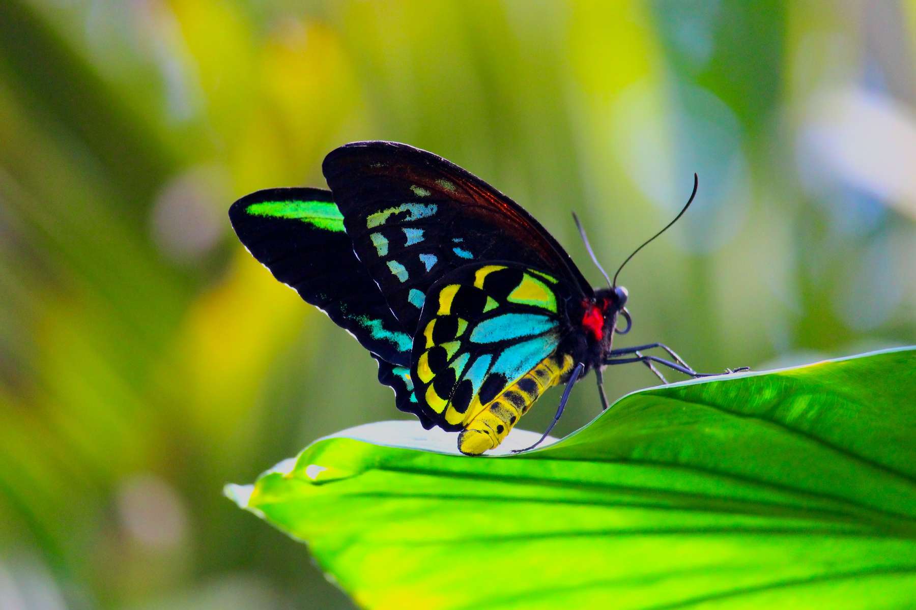 Niagara Falls Butterfly Conservatory Image
