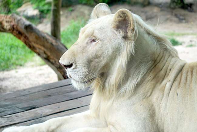 Khao Kheow Open Zoo Pattaya Image