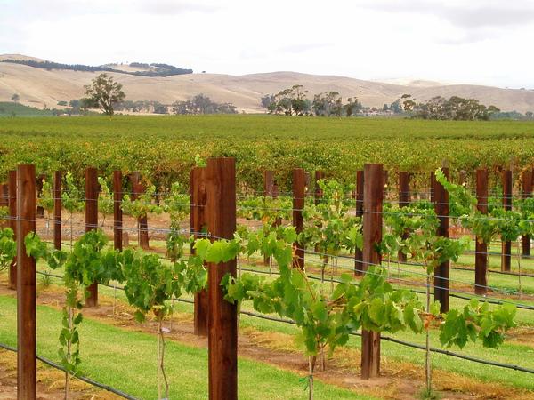Barossa Valley And Winneries, Adelaide