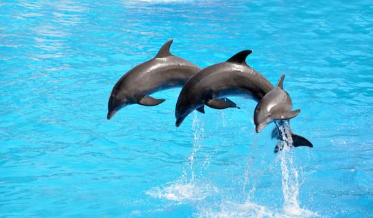 Candle Light Dinner In Kochi Image