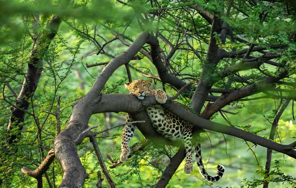 Go on a 4-hour Pench Jungle Safari in Maharashtra through lush forest and grasslands