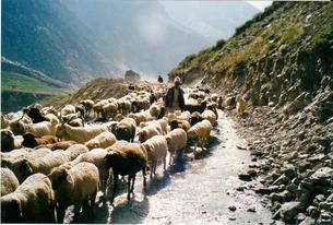 Lzibcdbjsf2j8zc34m1x9fizuipj 1523601720 shimla british